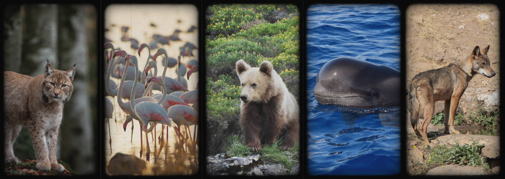 Wildlife experiences in Spain