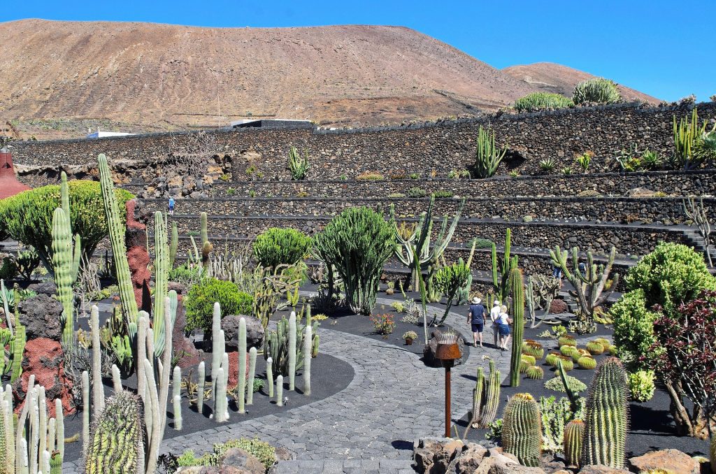 A view of the Lanzarote Cactus Garden