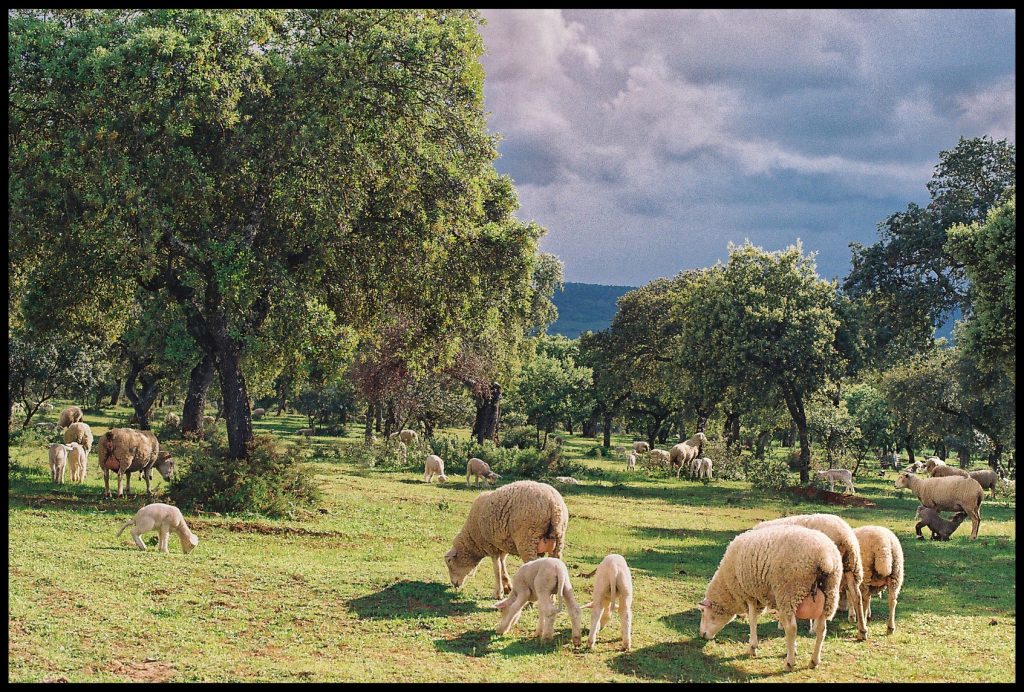 Popular meadows outside of Ronda