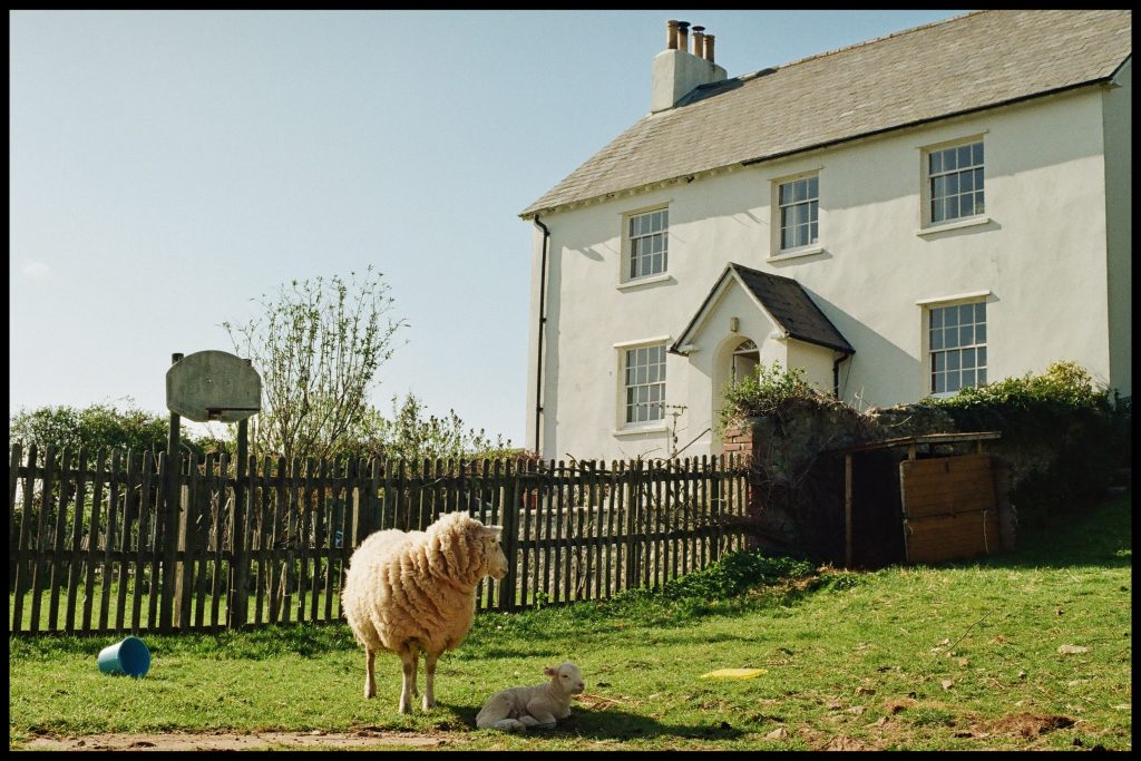 Garden sheep of south England